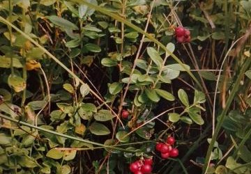 KONKURS FOTOGRAFII PRZYRODNICZEJ POZSTRZYGNIĘTY!!!