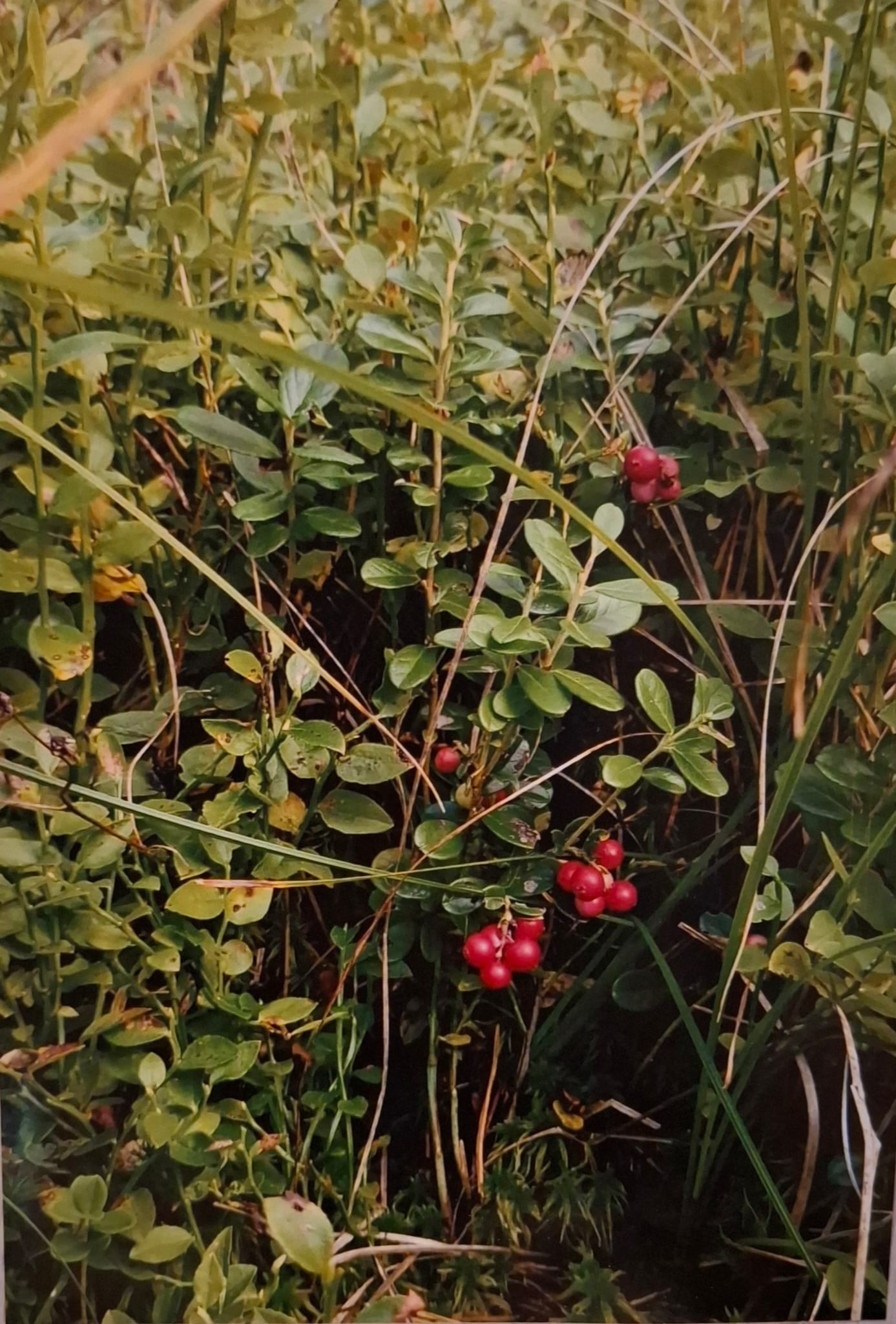 KONKURS FOTOGRAFII PRZYRODNICZEJ POZSTRZYGNIĘTY!!!